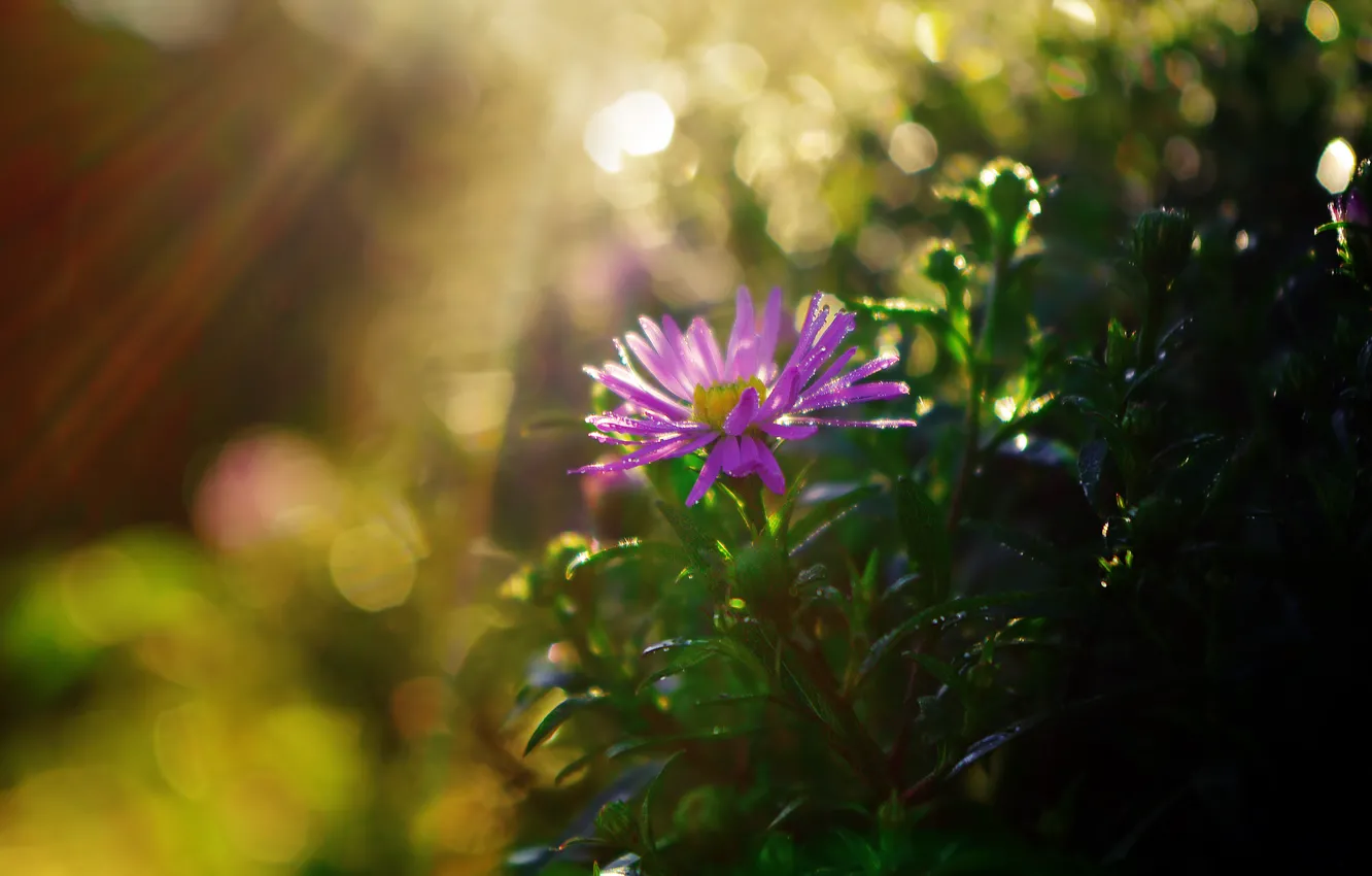 Photo wallpaper leaves, the sun, drops, rays, flowers, glare, the bushes, chrysanthemum