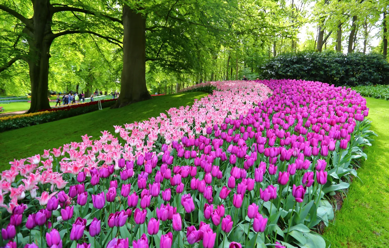 Photo wallpaper flowers, Park, tulips, Netherlands, Netherlands, Keukenhof, Lisse, Lisse