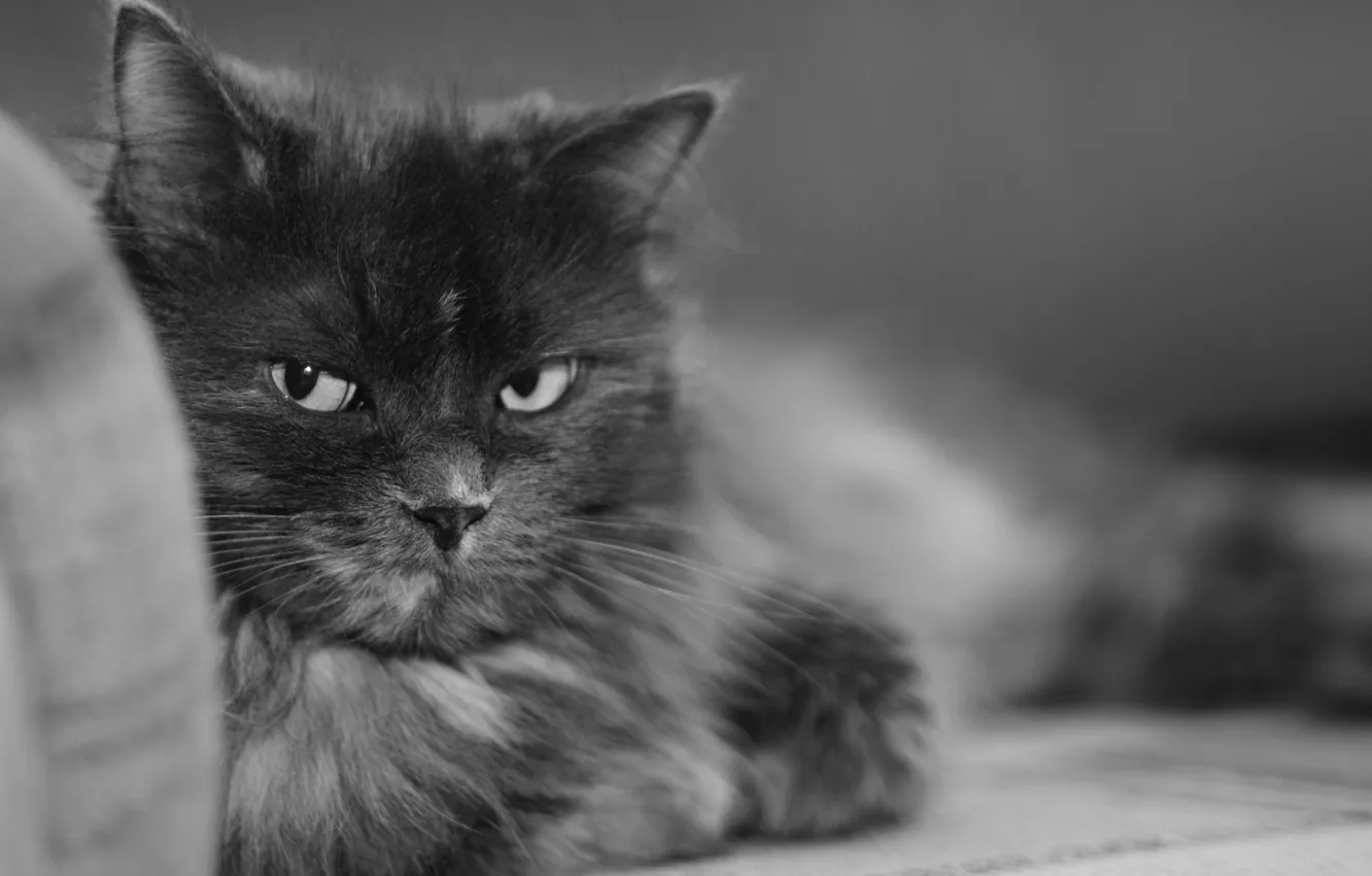 Photo wallpaper black and white, Cat, Murka