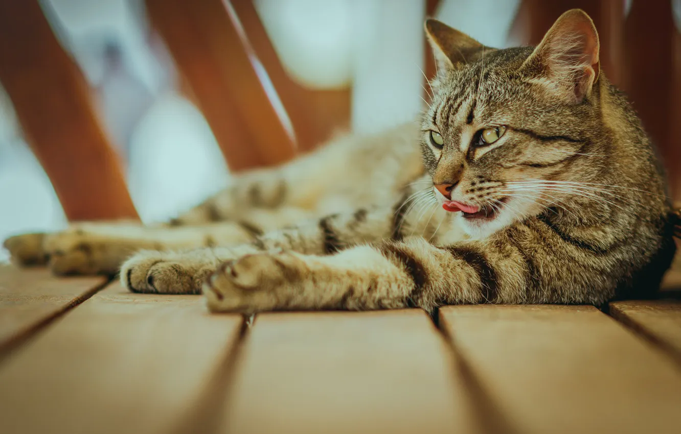 Photo wallpaper language, cat, cat, look, pose, grey, Board, paws