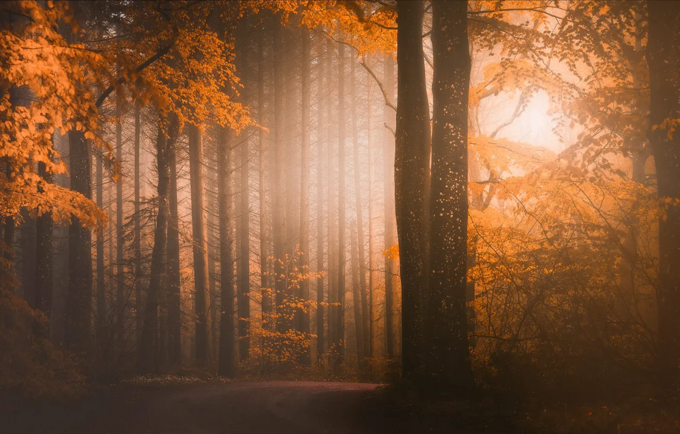 Photo wallpaper road, autumn, forest, rays, light, trees, branches, fog