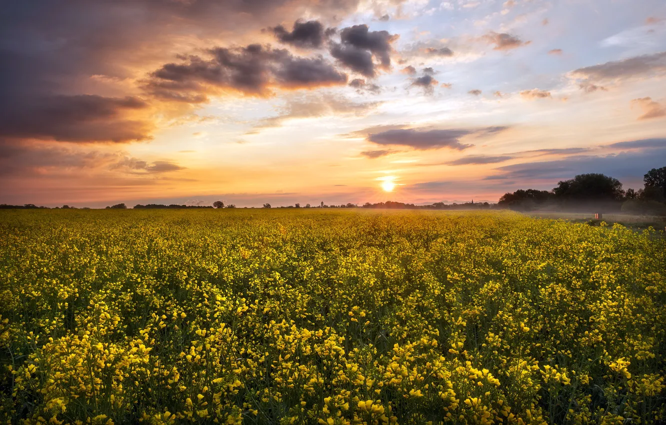 Photo wallpaper summer, sunset, rape