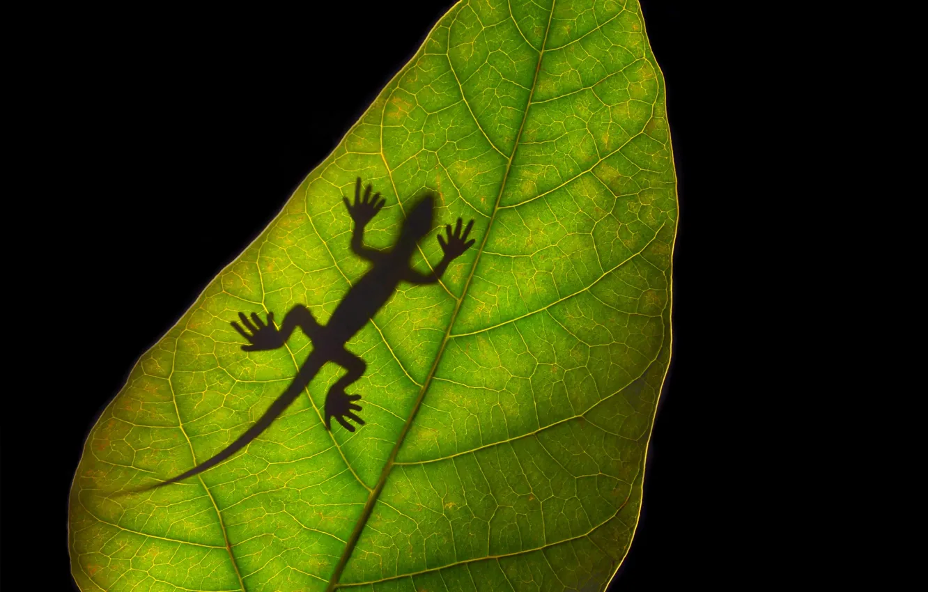 Photo wallpaper green, dark, black, shadows, lizard, leave