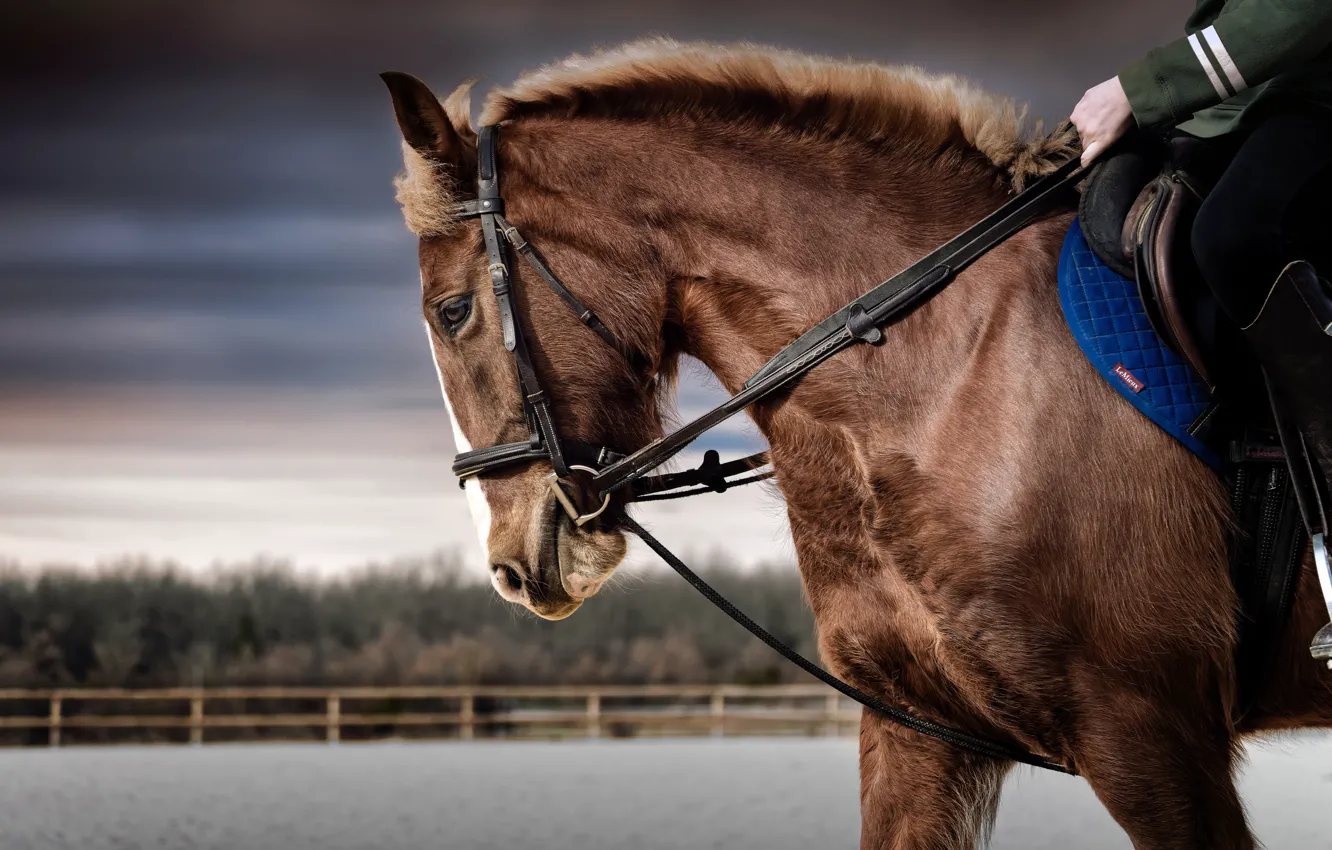 Photo wallpaper look, face, horse, horse, portrait, rider, profile, chestnut