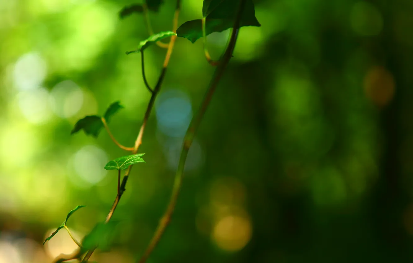Photo wallpaper leaves, macro, green, background, tree, widescreen, Wallpaper, blur