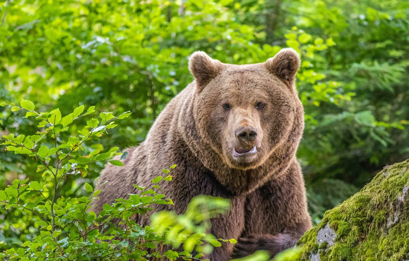 Photo wallpaper forest, look, bear, beast, the Bruins