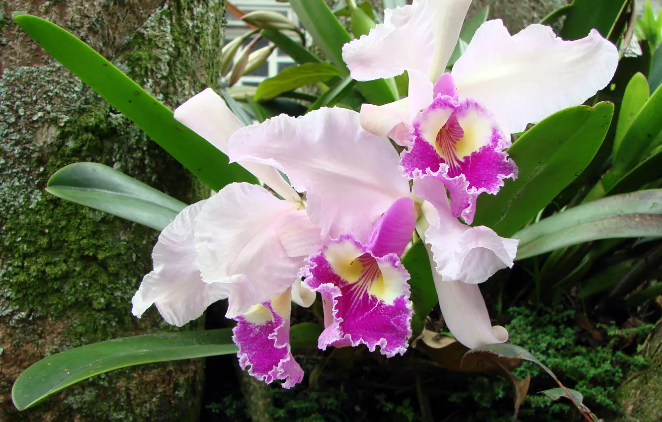 Photo wallpaper nature, flowers, orchids