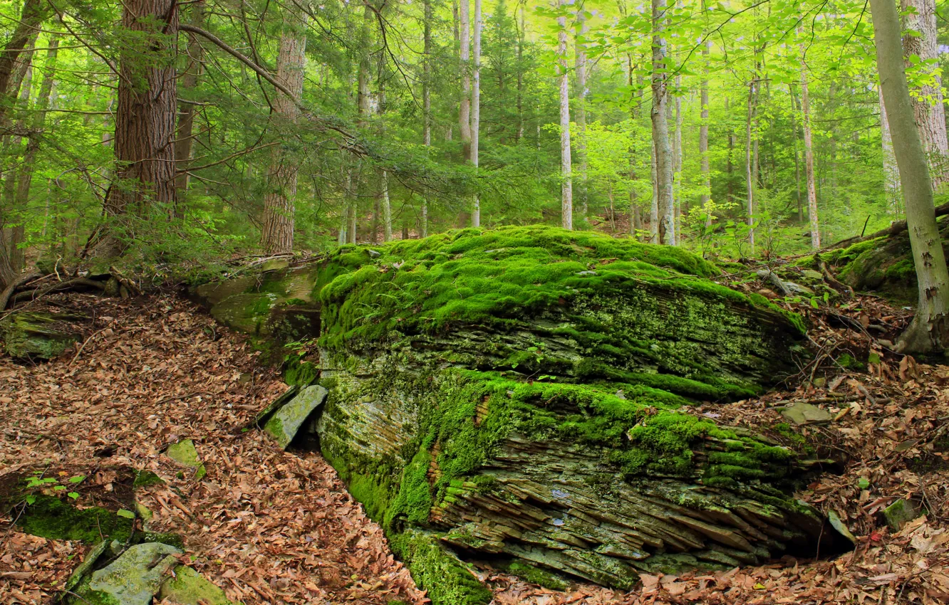 Photo wallpaper forest, leaves, trees, nature, stones, moss
