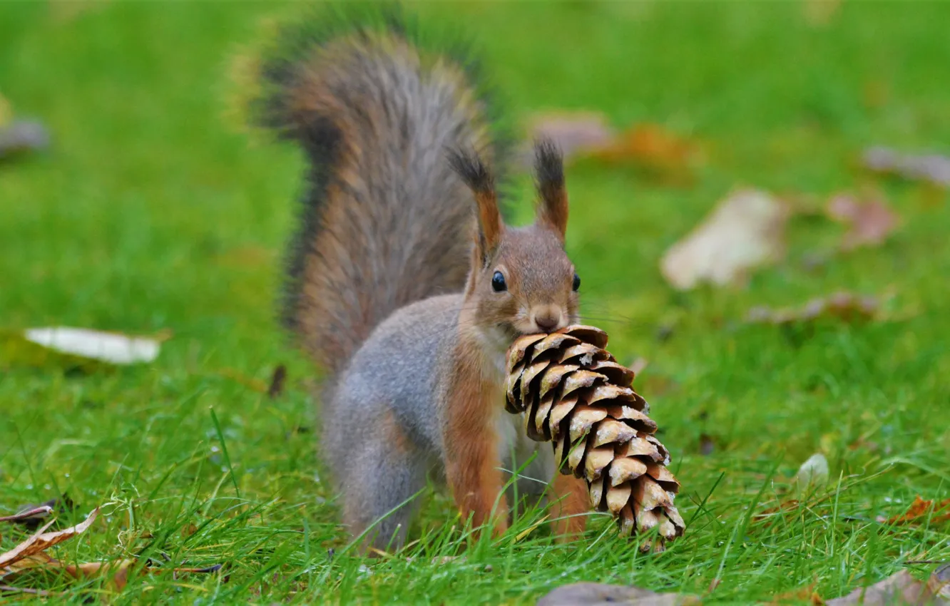 Photo wallpaper grass, nature, animal, protein, bump, animal, rodent