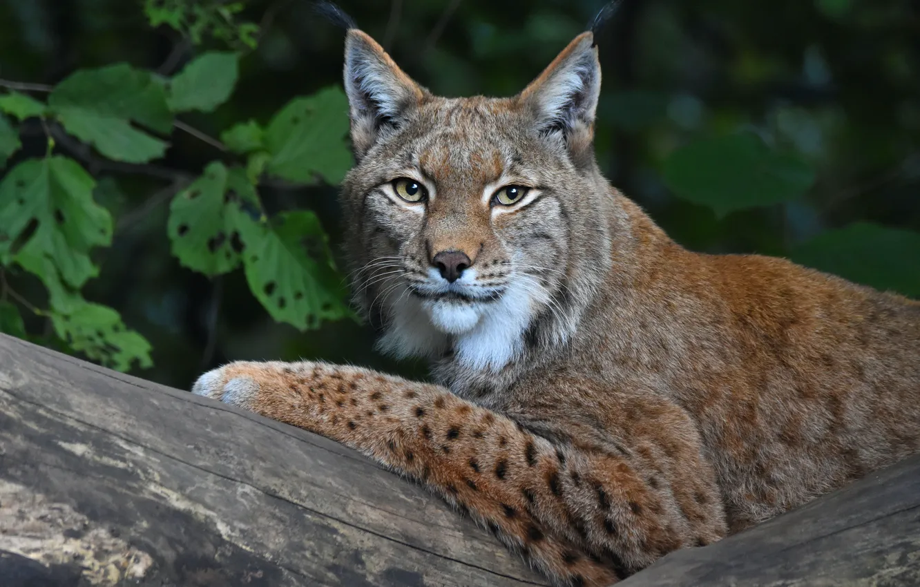 Photo wallpaper look, face, branches, pose, foliage, paws, lies, log