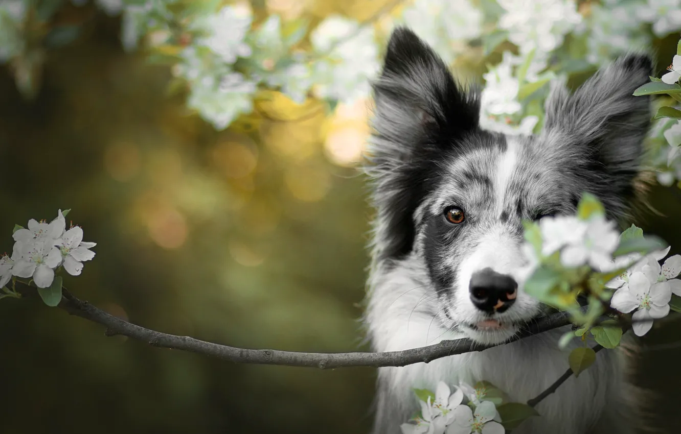 Photo wallpaper look, flowers, branches, green, background, portrait, dog, spring
