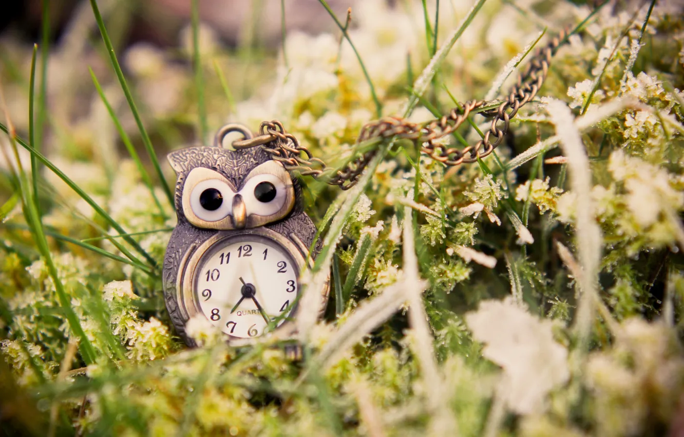Photo wallpaper grass, macro, owl, watch, pendant, green, suspension