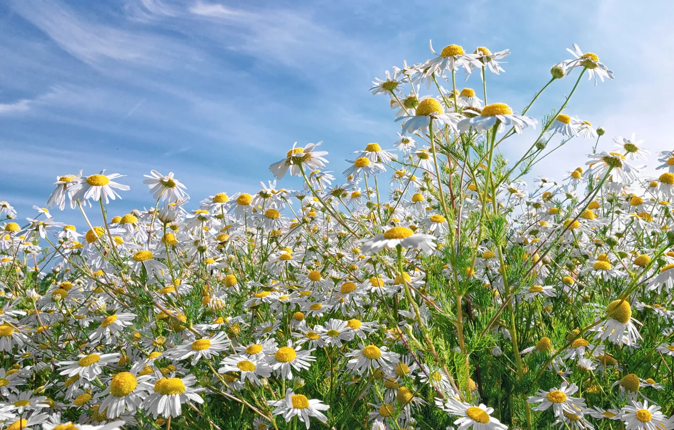 Photo wallpaper field, summer, clouds, flowers, stems, glade, chamomile, spring