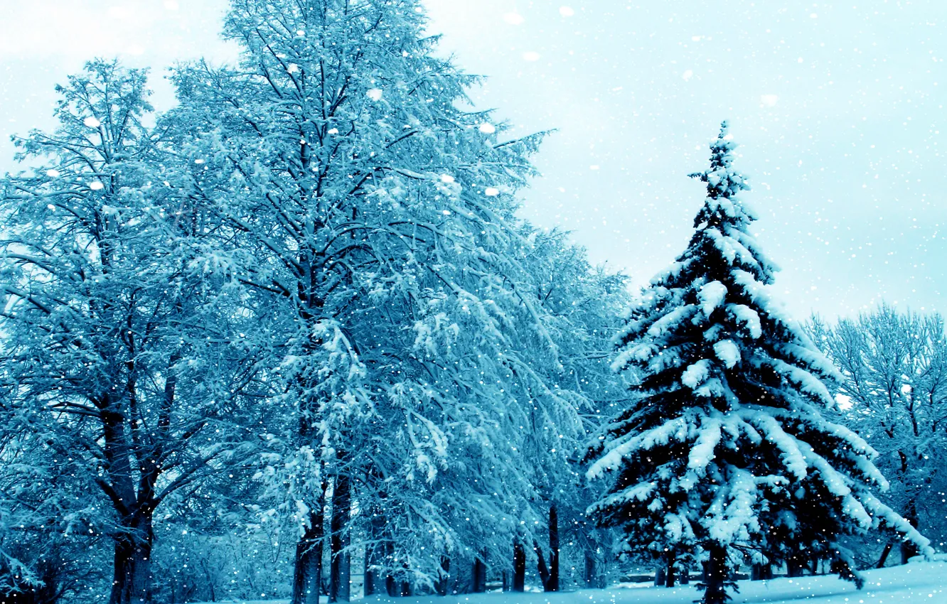 Photo wallpaper winter, snow, trees, nature, tree, nature, winter, snow