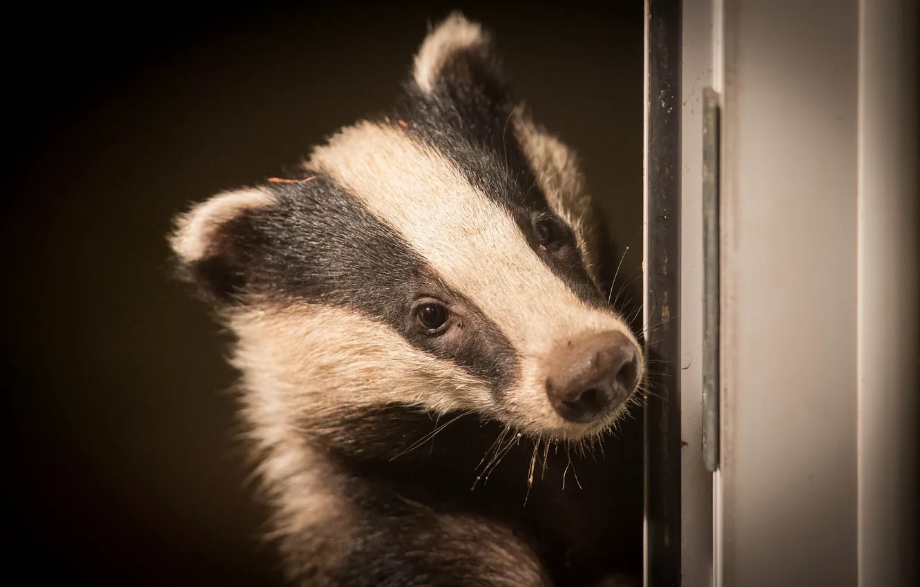 Photo wallpaper background, face, badger