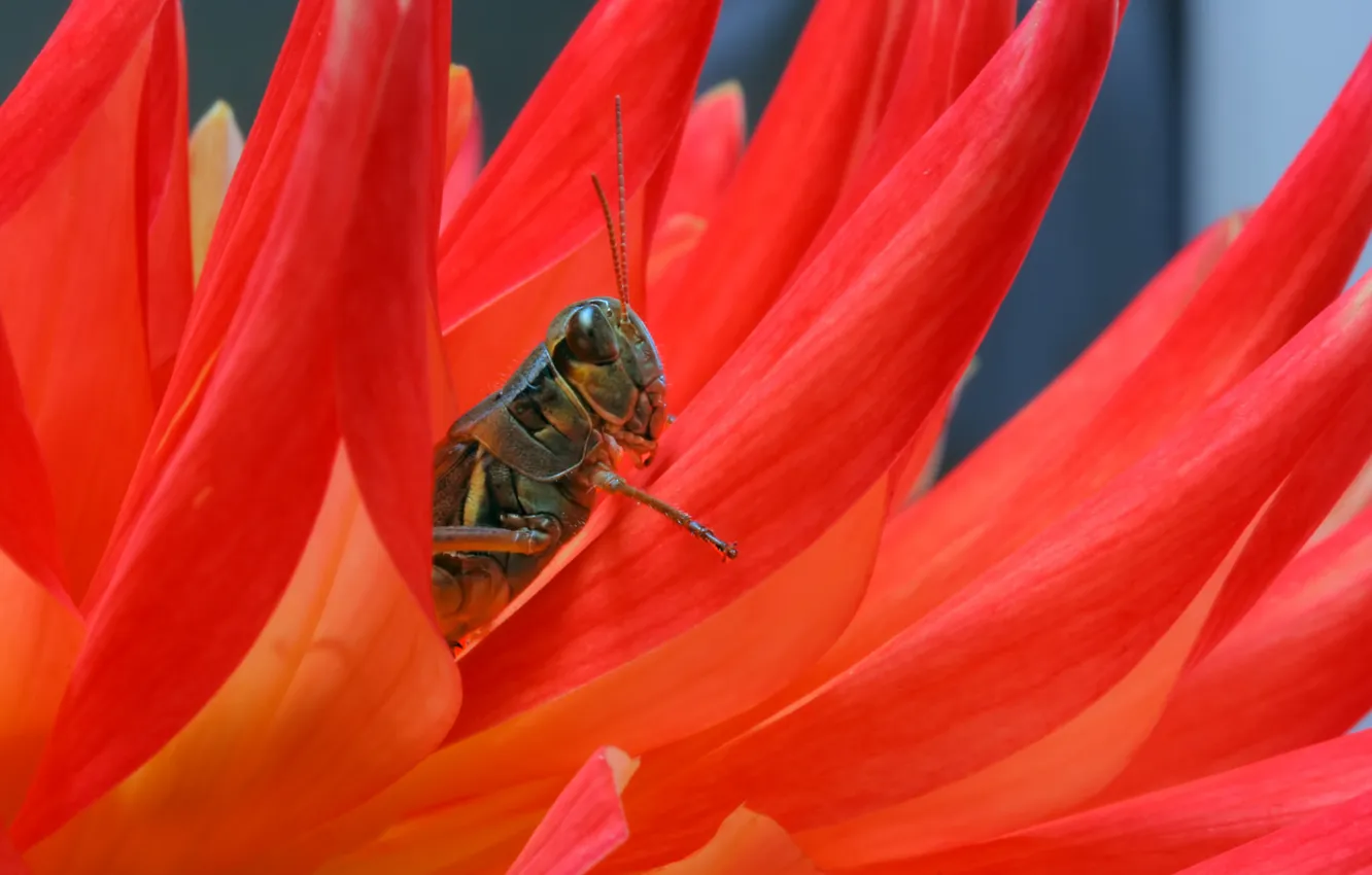 Photo wallpaper flowers, plant, petals, insect, grasshopper