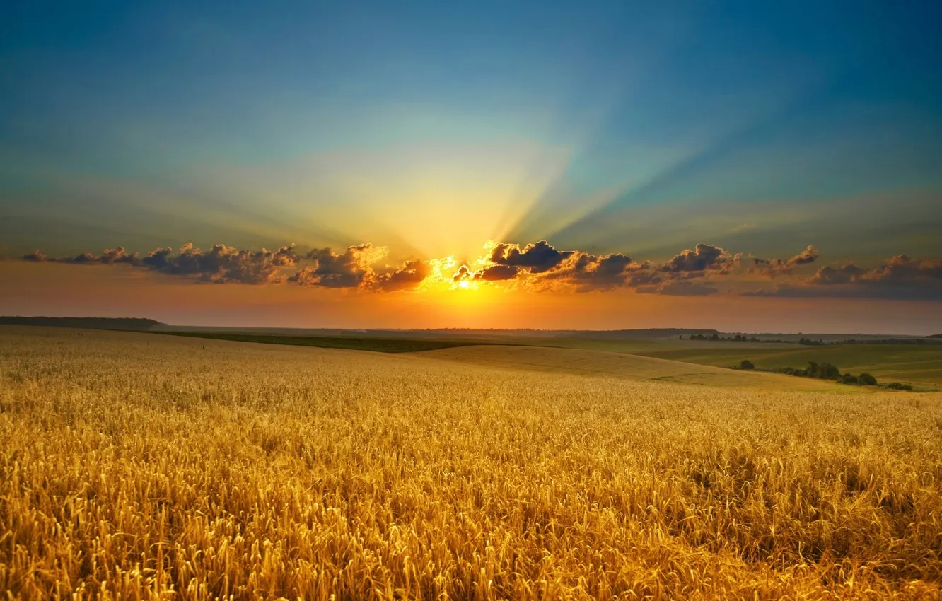 Photo wallpaper sky, cloud, wheat, farm, ray