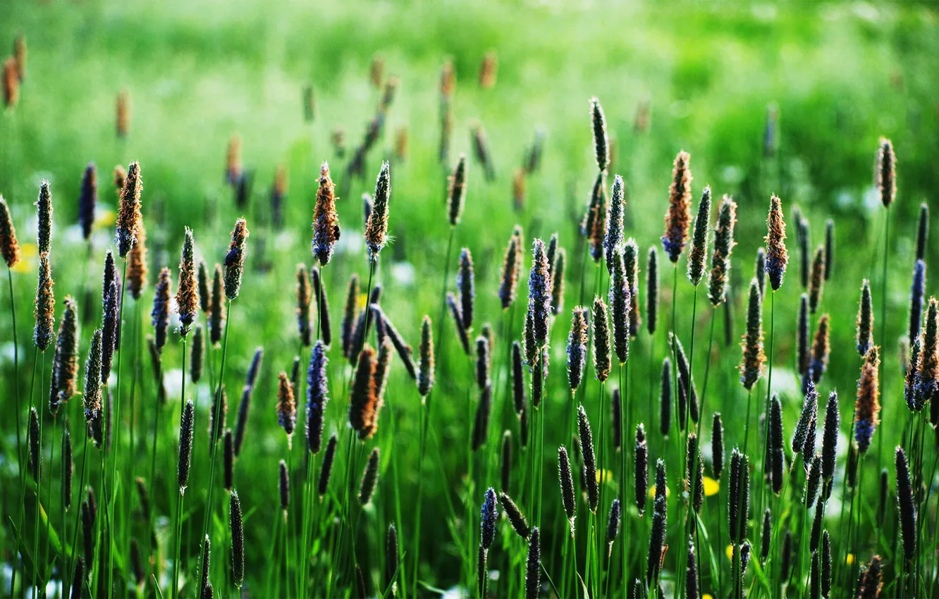 Photo wallpaper green, up, spikelets