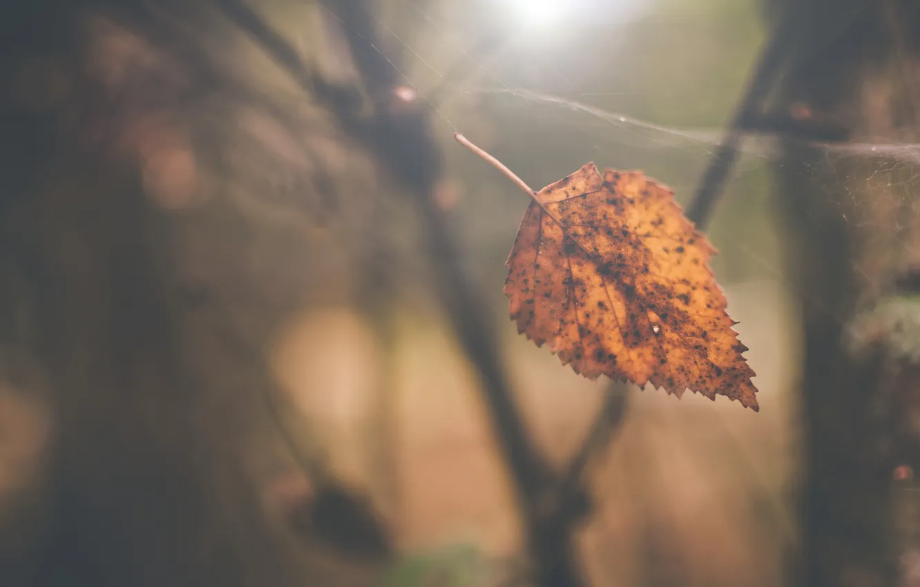 Photo wallpaper autumn, leaves, macro, light, web