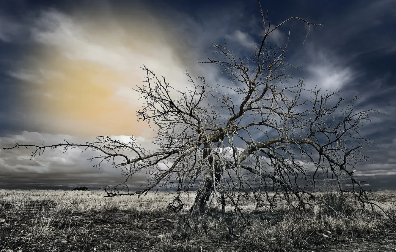 Photo wallpaper field, the sky, trees, landscape, night