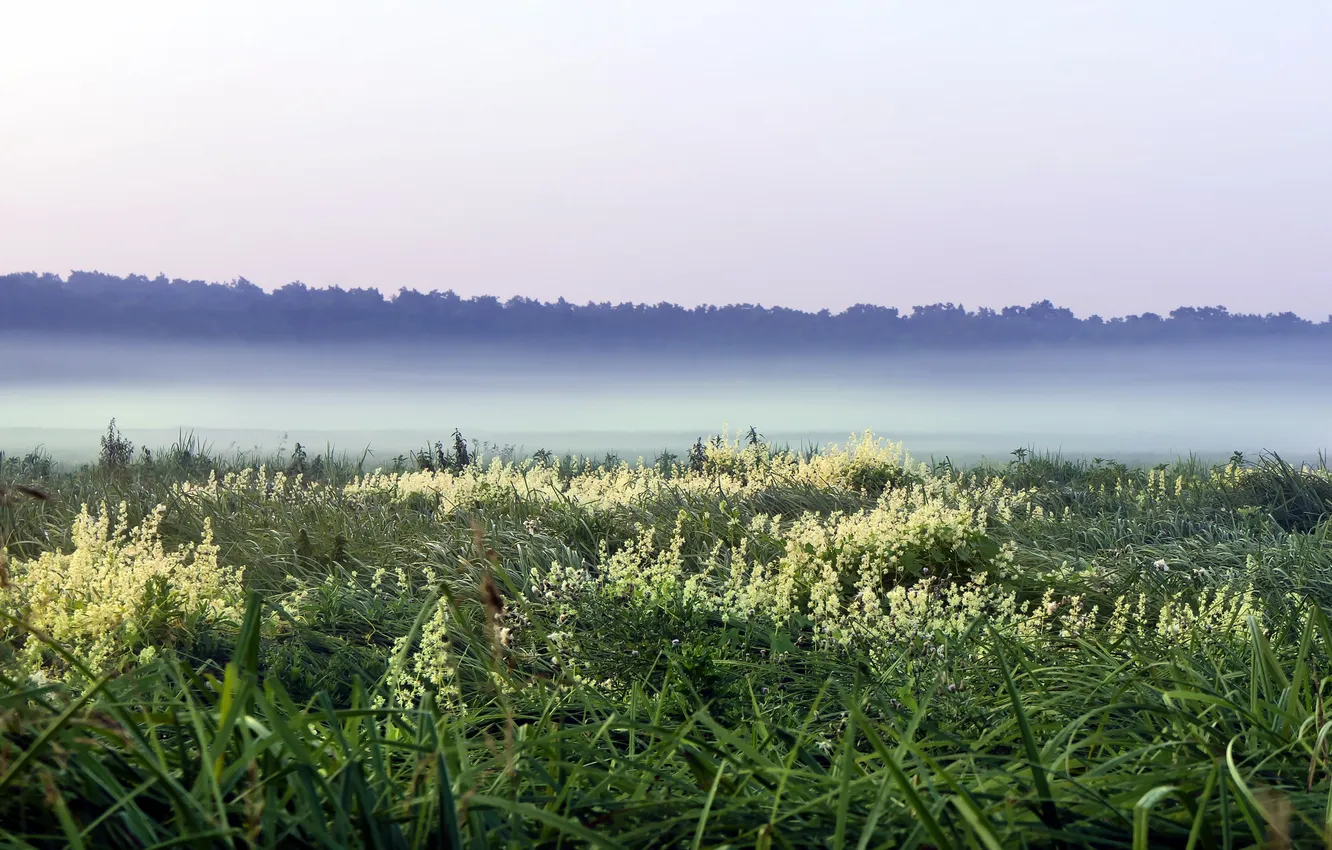 Photo wallpaper field, landscape, fog