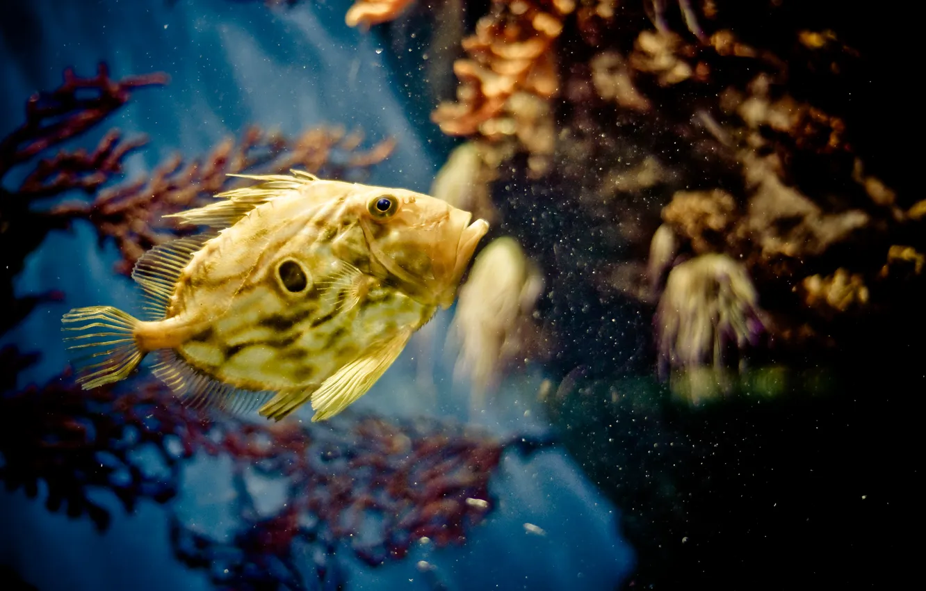 Photo wallpaper water, the ocean, the bottom, fish, blur, corals, Golden