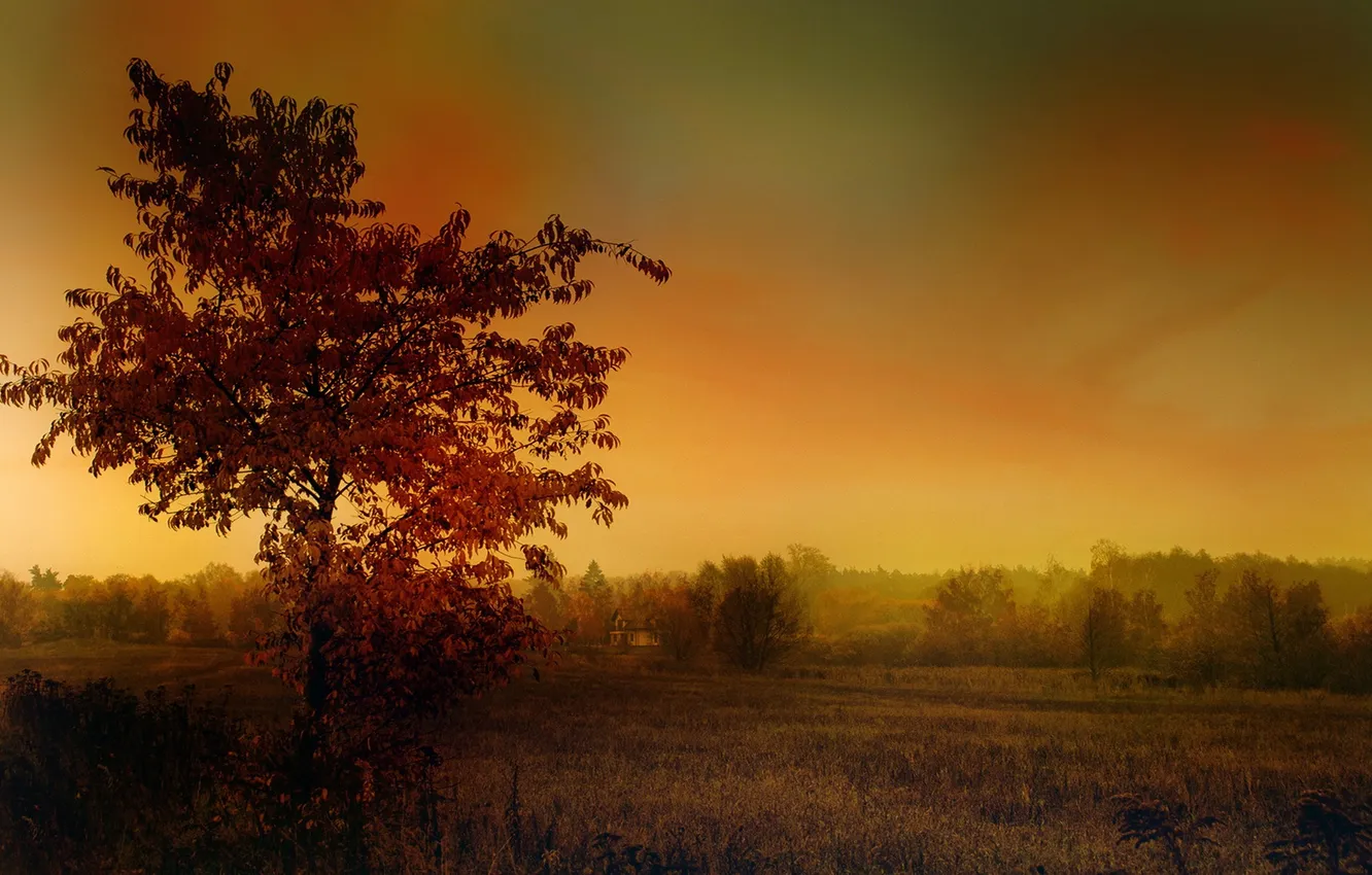 Photo wallpaper field, autumn, fog, morning
