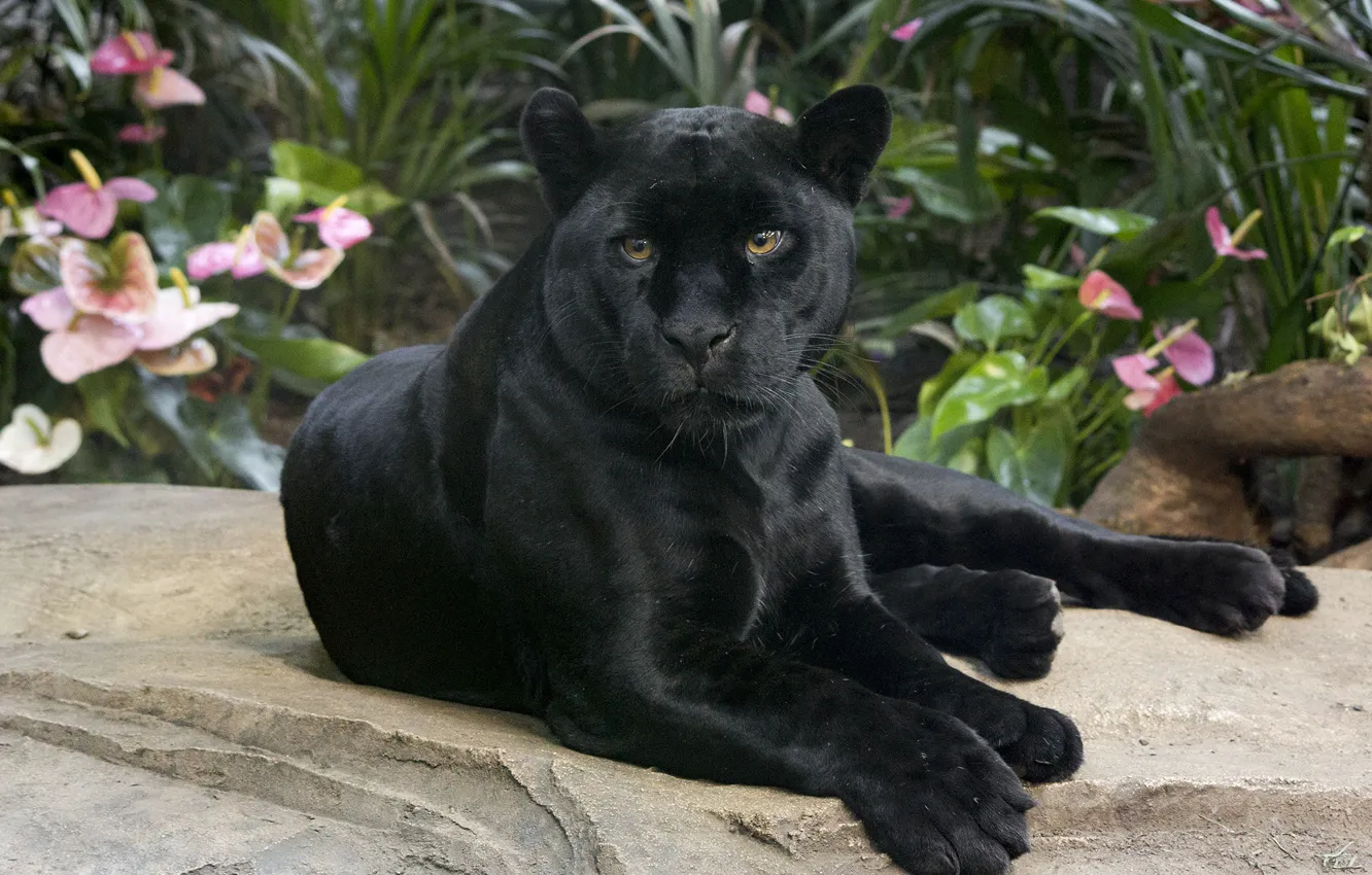 Photo wallpaper look, Jaguar, wild cat, handsome, black Panther