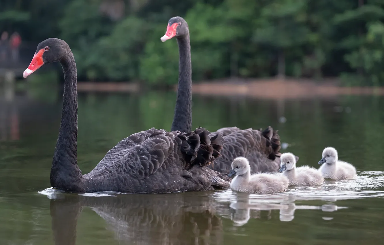 Photo wallpaper bird, family, Chicks, black Swan
