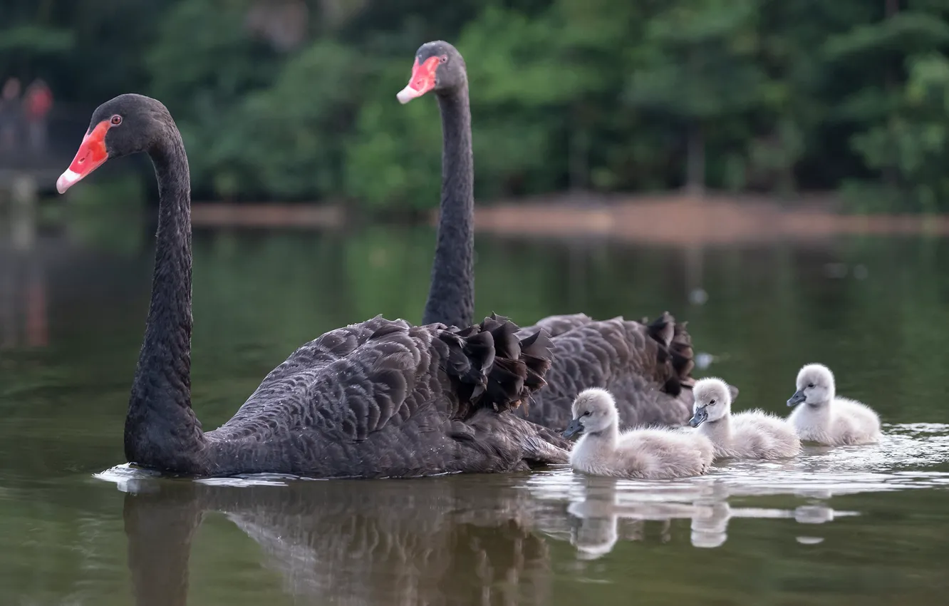 Photo wallpaper birds, family, Chicks, black Swan