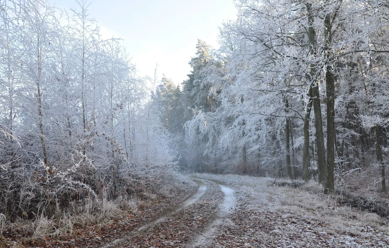 Photo wallpaper winter, road, forest, nature