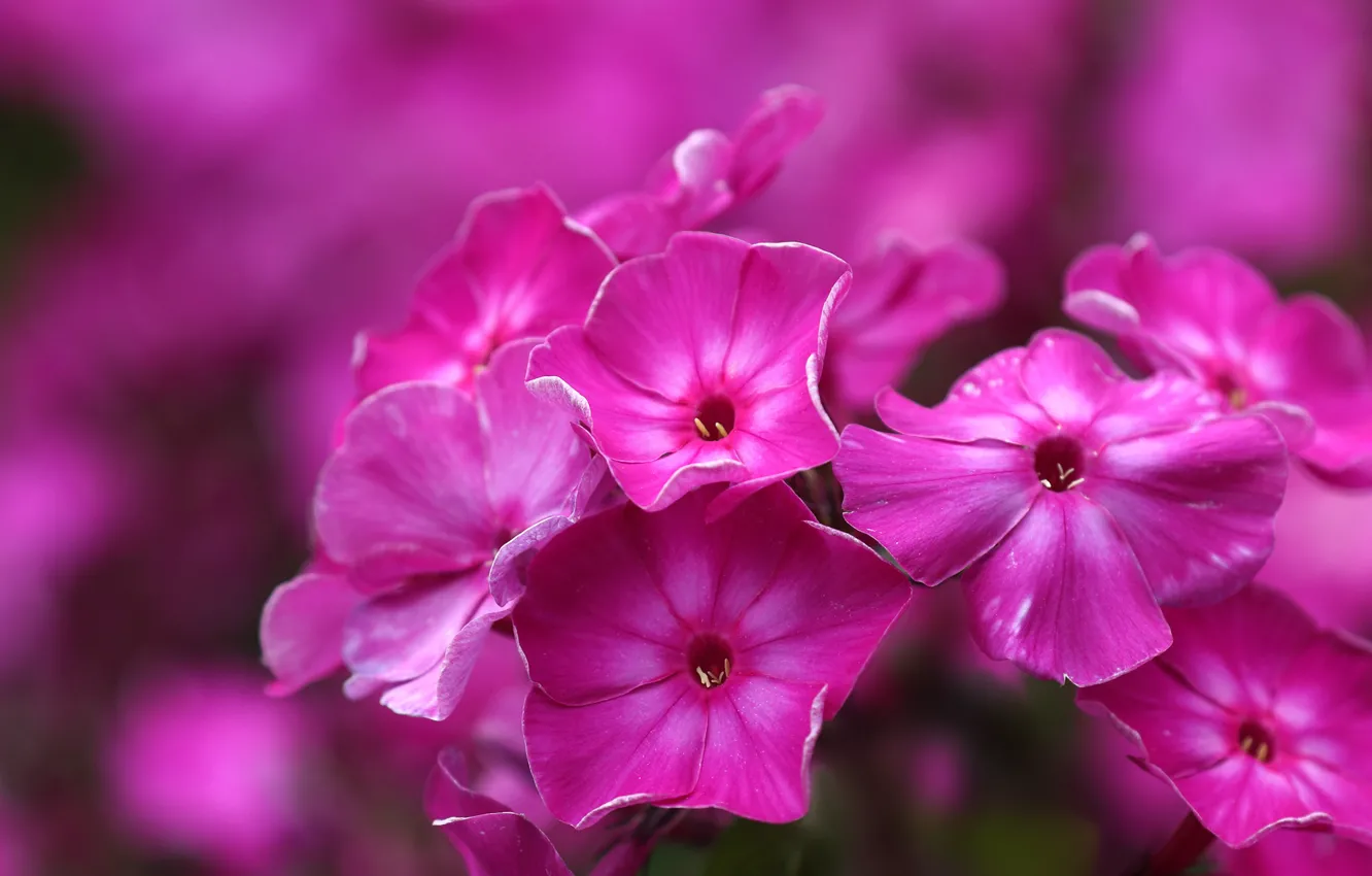 Photo wallpaper macro, background, Phlox