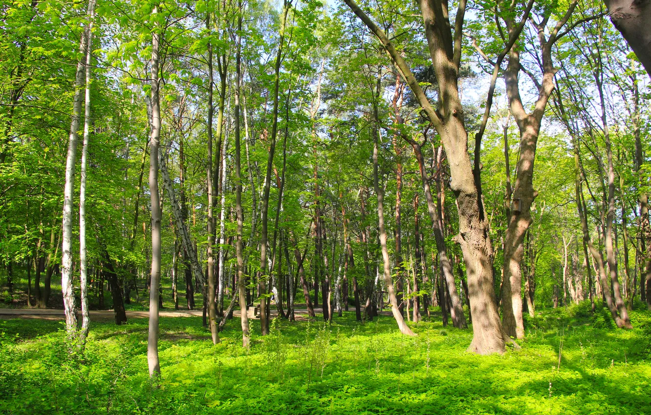 Photo wallpaper green, forest, park, tree, spring