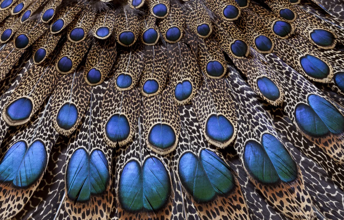 Photo wallpaper pattern, tail, peacock
