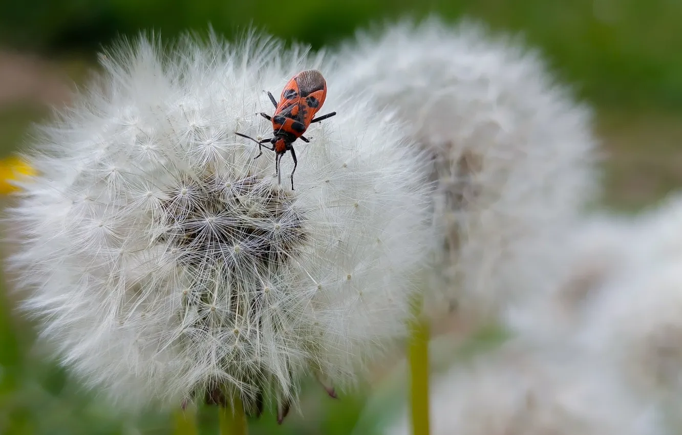 Photo wallpaper dandelion, bug, bokeh, Kondrashova Svetlana