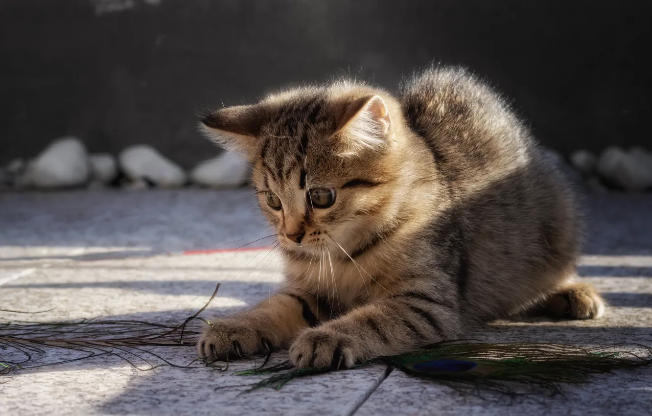 Photo wallpaper cat, pen, kitty