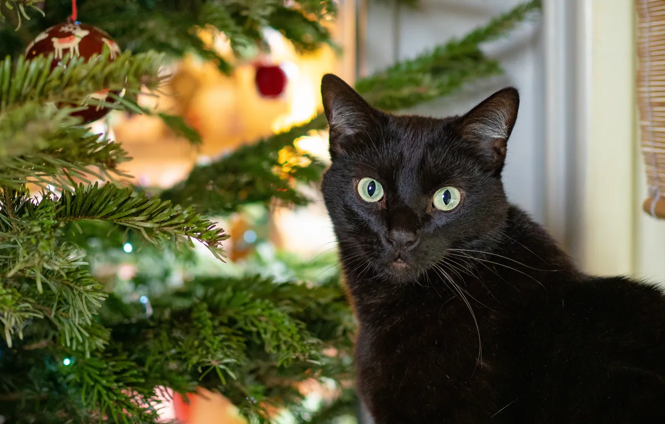Photo wallpaper cat, cat, look, face, balls, black, portrait, New year