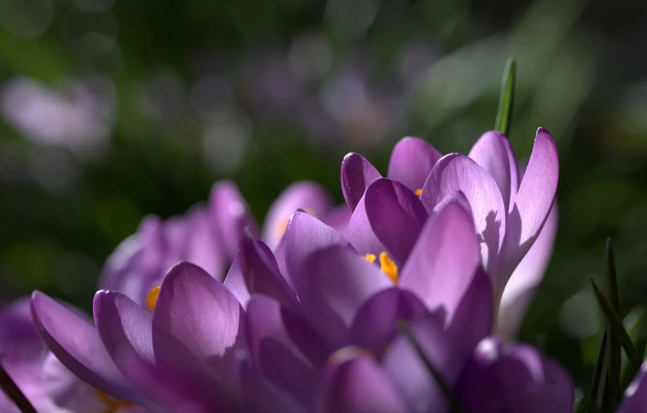 Photo wallpaper macro, flowers, focus, spring, petals, purple, lilac, Crocuses