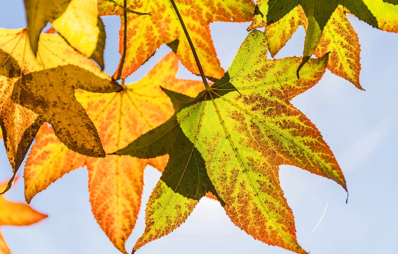 Photo wallpaper autumn, the sky, leaves, macro