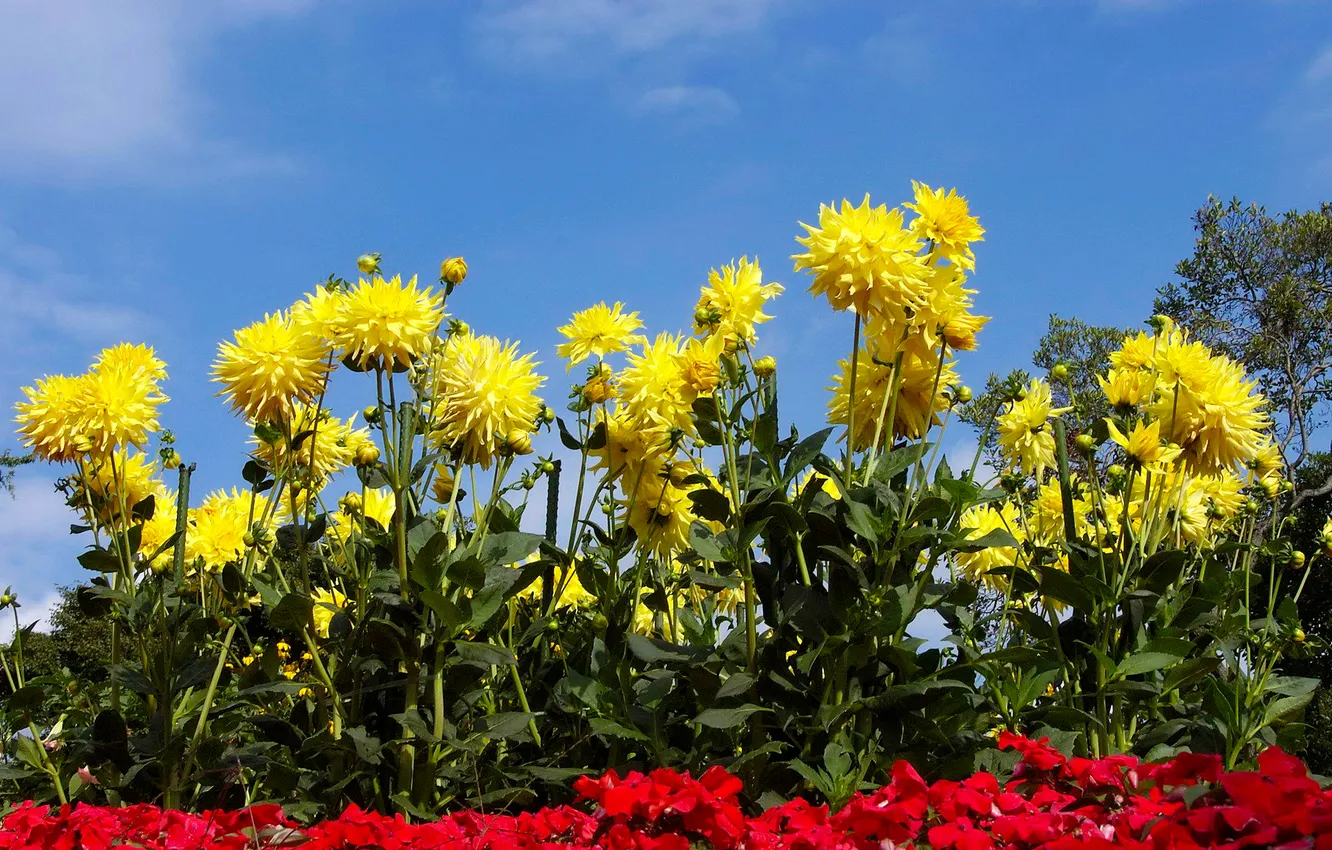 Photo wallpaper the sky, yellow, flowerbed, dahlias