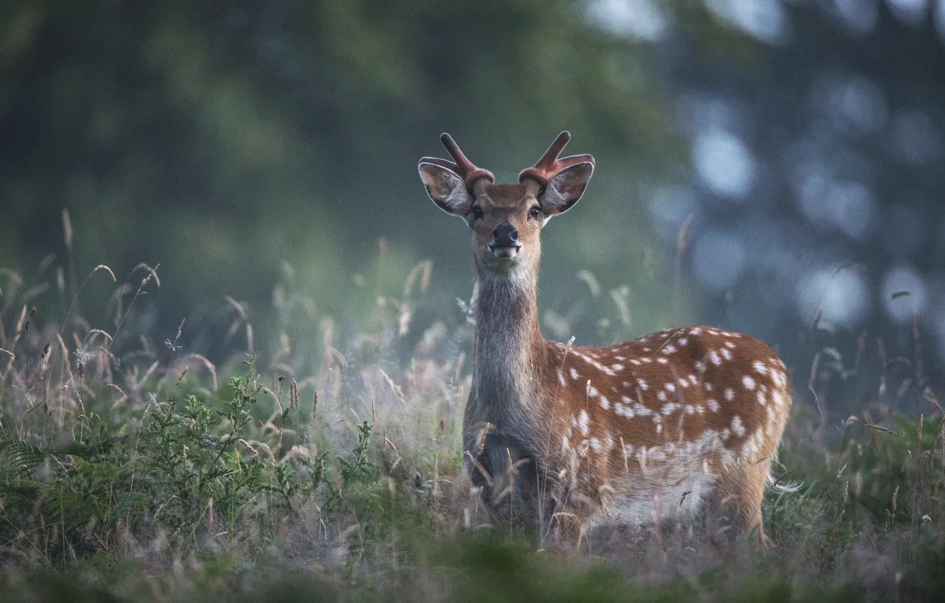 Photo wallpaper grass, glare, deer. nature