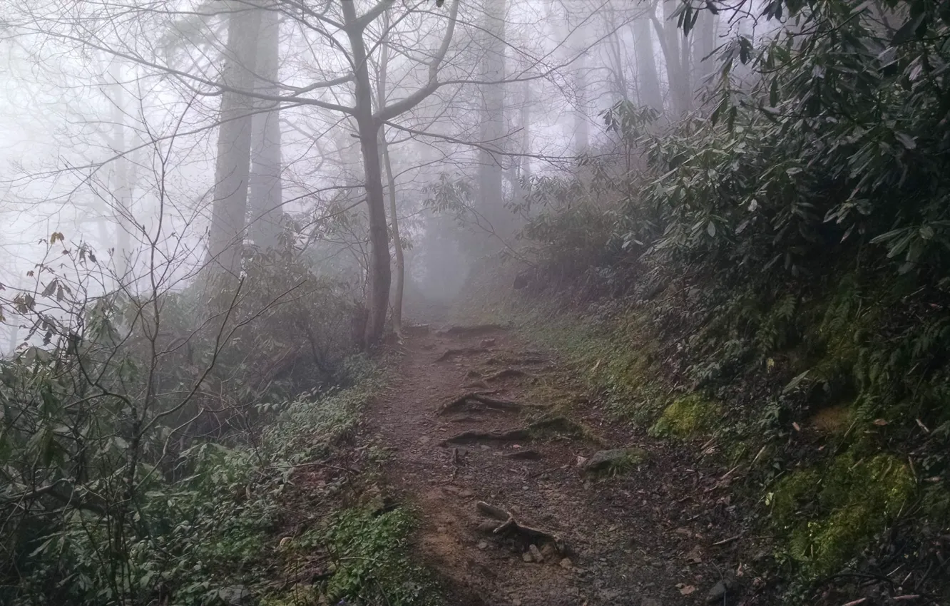 Photo wallpaper forest, trees, nature, fog, path