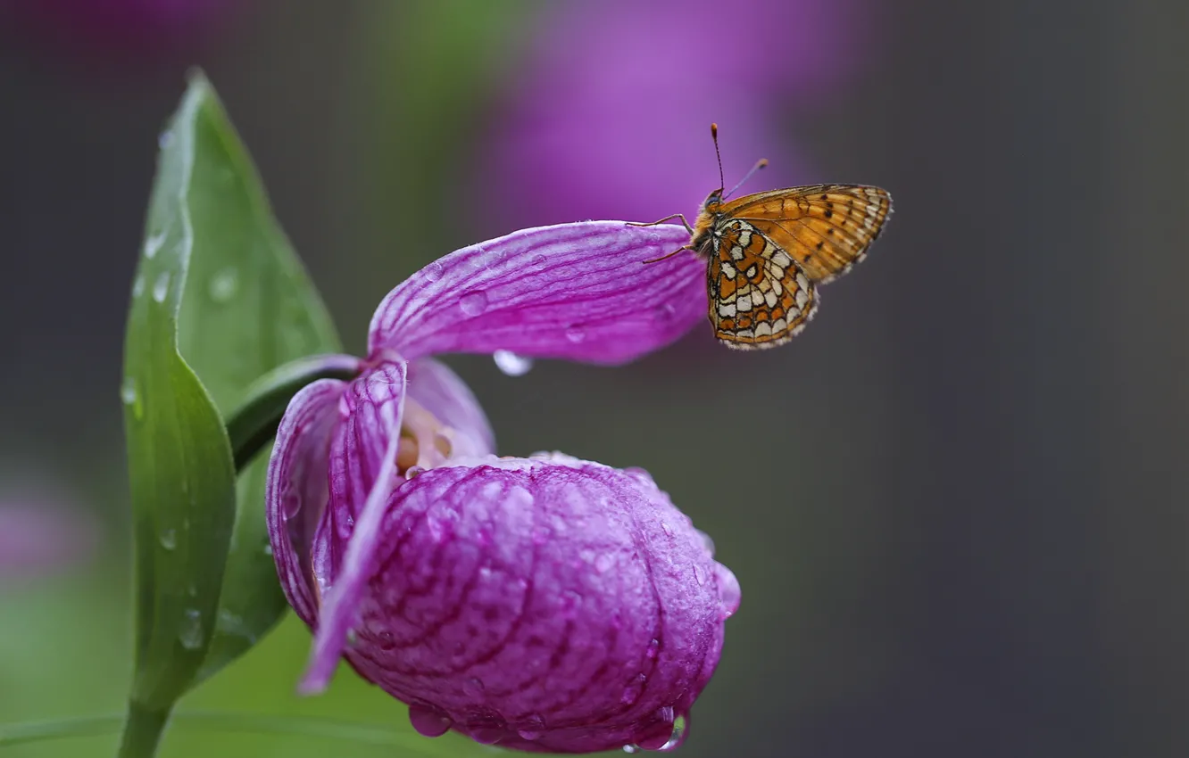 Photo wallpaper water, drops, macro, flowers, nature, butterfly, the metalmark, The Venus Slipper