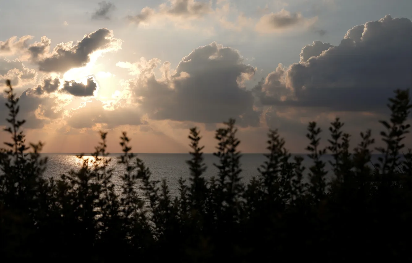 Photo wallpaper forest, the sky, clouds, trees, landscape, sunset, nature, the ocean