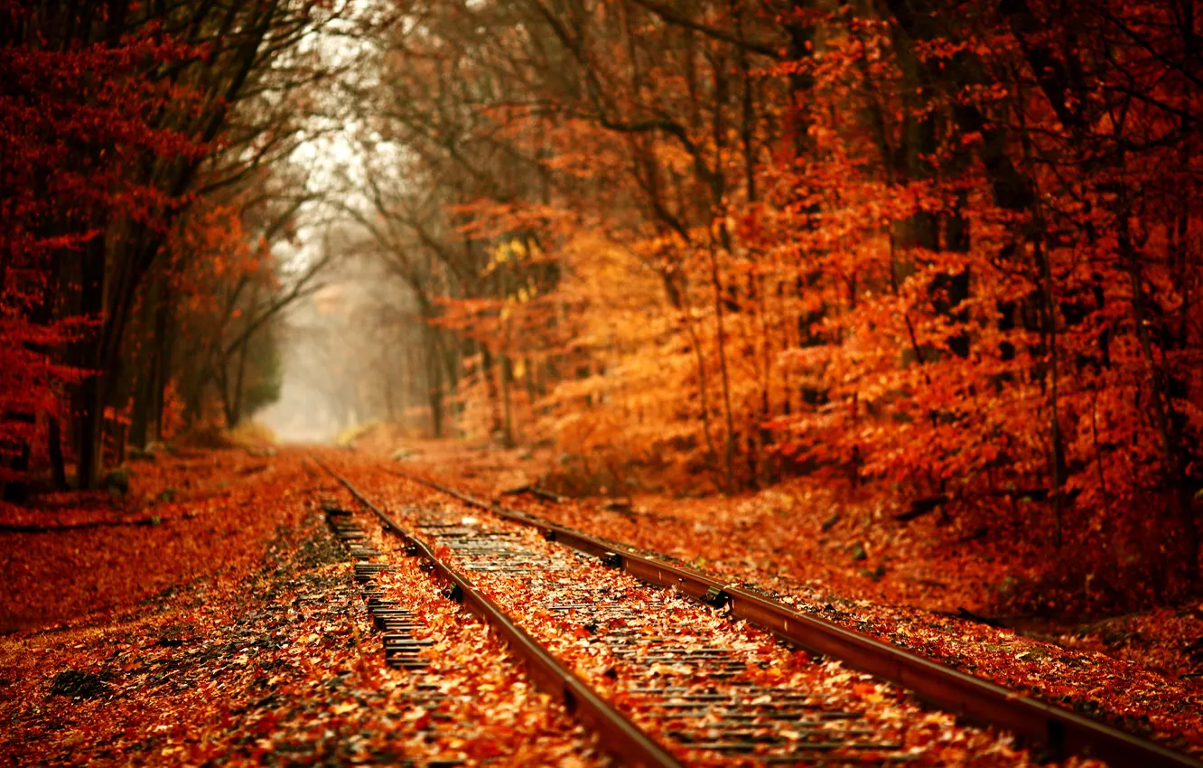 Photo wallpaper nature, foliage, railroad, til-shift, redhead autumn