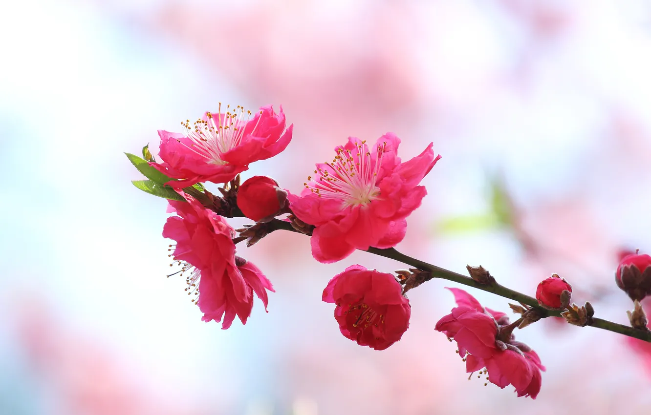 Photo wallpaper branches, nature, spring, petals, garden