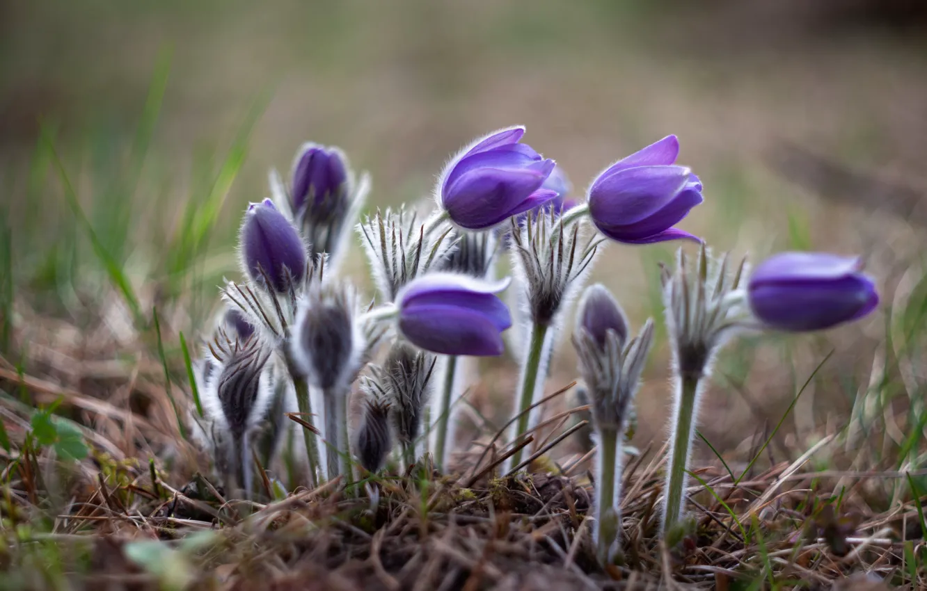 Photo wallpaper nature, spring, primrose, sleep-grass, cross