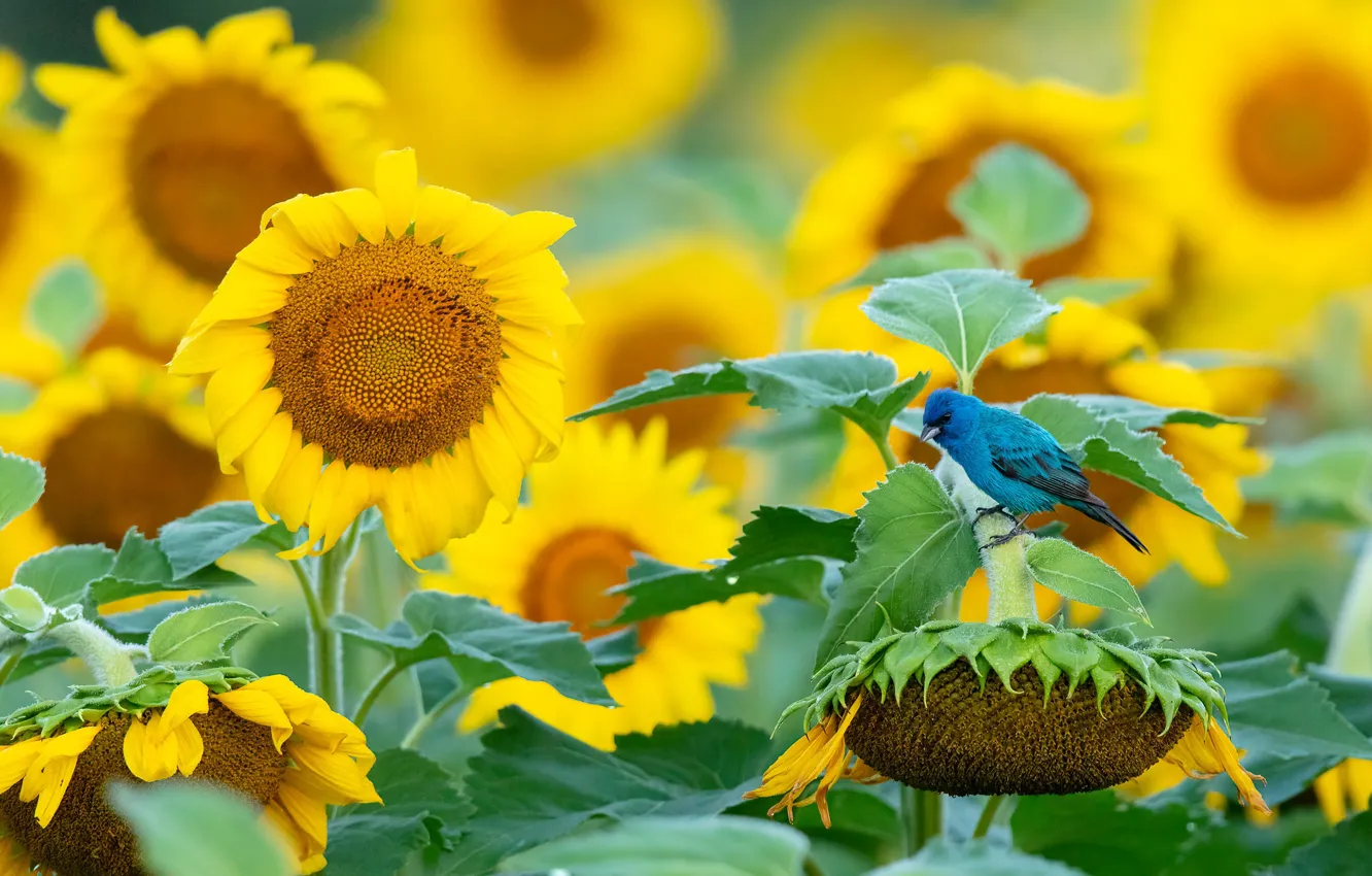 Photo wallpaper field, summer, leaves, sunflowers, flowers, bird, yellow, bird