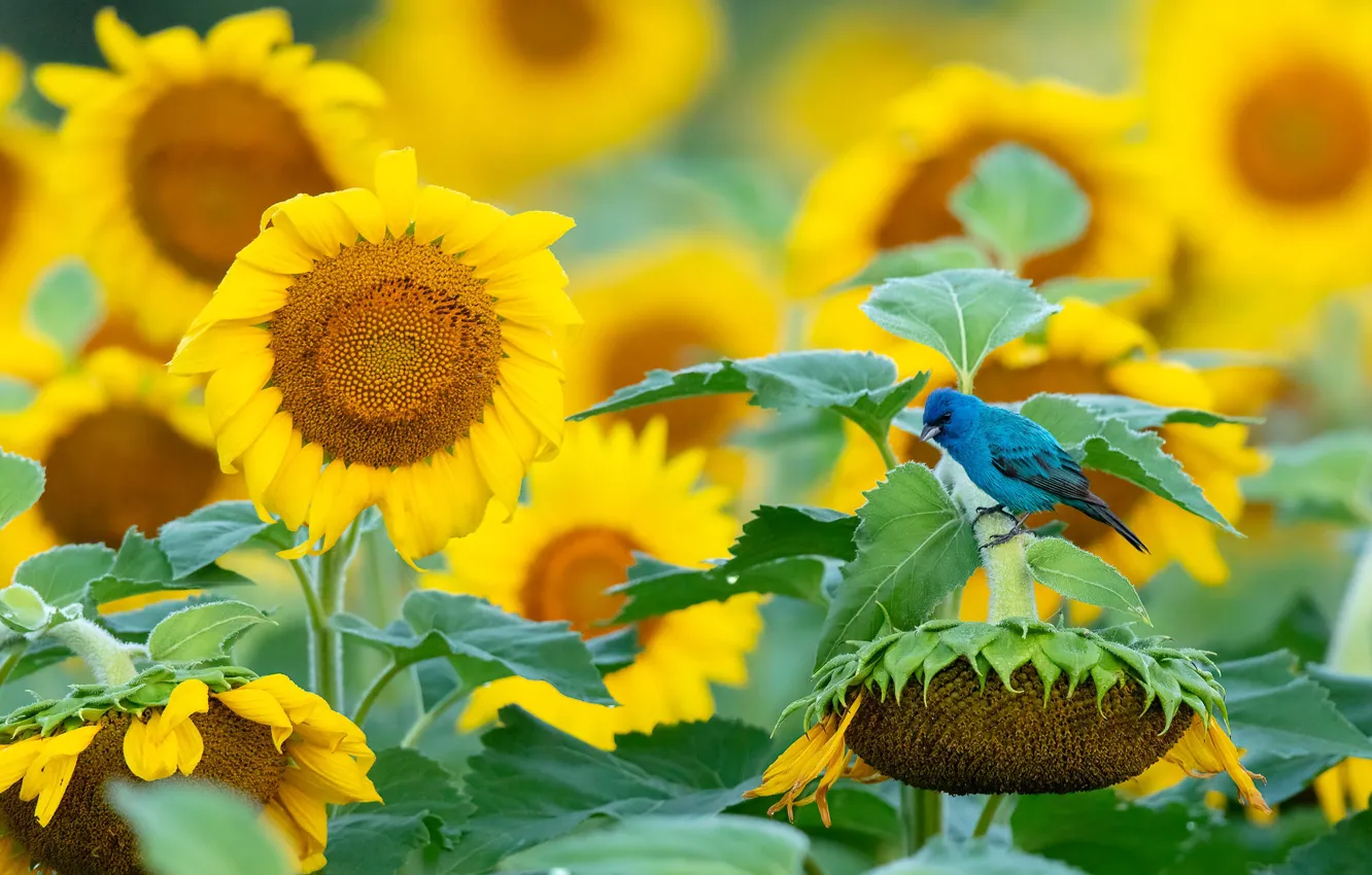 Photo wallpaper field, summer, leaves, sunflowers, flowers, blue, yellow, blue