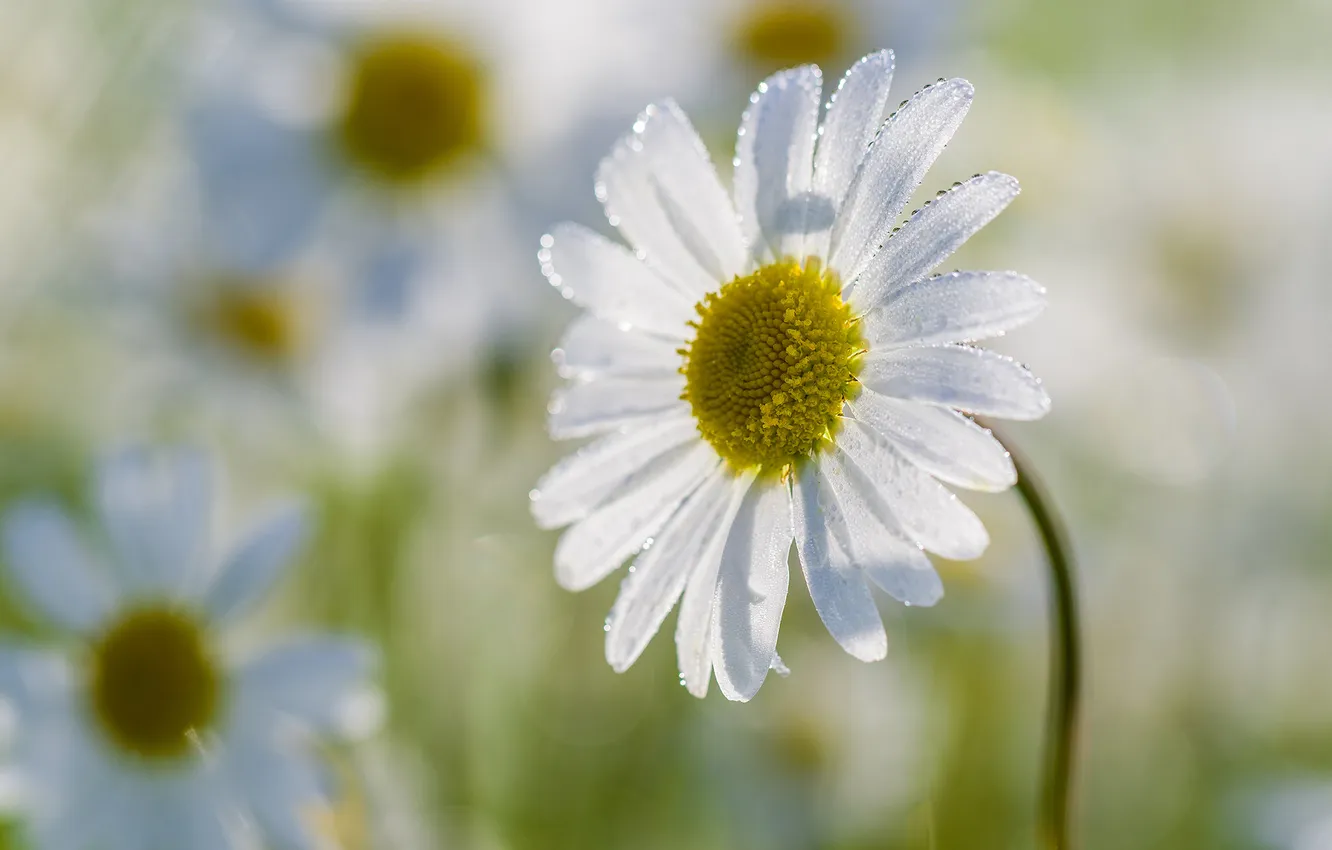 Photo wallpaper light, Rosa, chamomile, petals